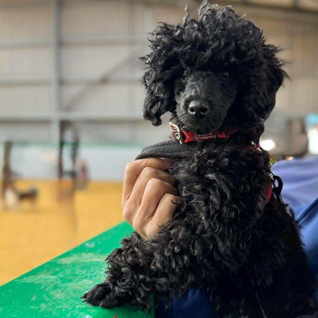 Att.pcqzlWg4u8vL IgTJhiO 72IjatLF7Z7kxoGlBfjfVo.jpeg