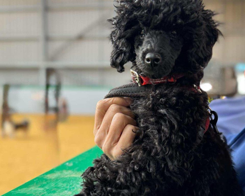 Att.pcqzlWg4u8vL IgTJhiO 72IjatLF7Z7kxoGlBfjfVo.jpeg